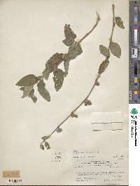 Lippia alba image