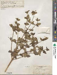 Lippia balansae image