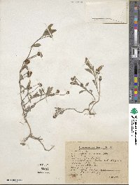 Phyla nodiflora var. minor image