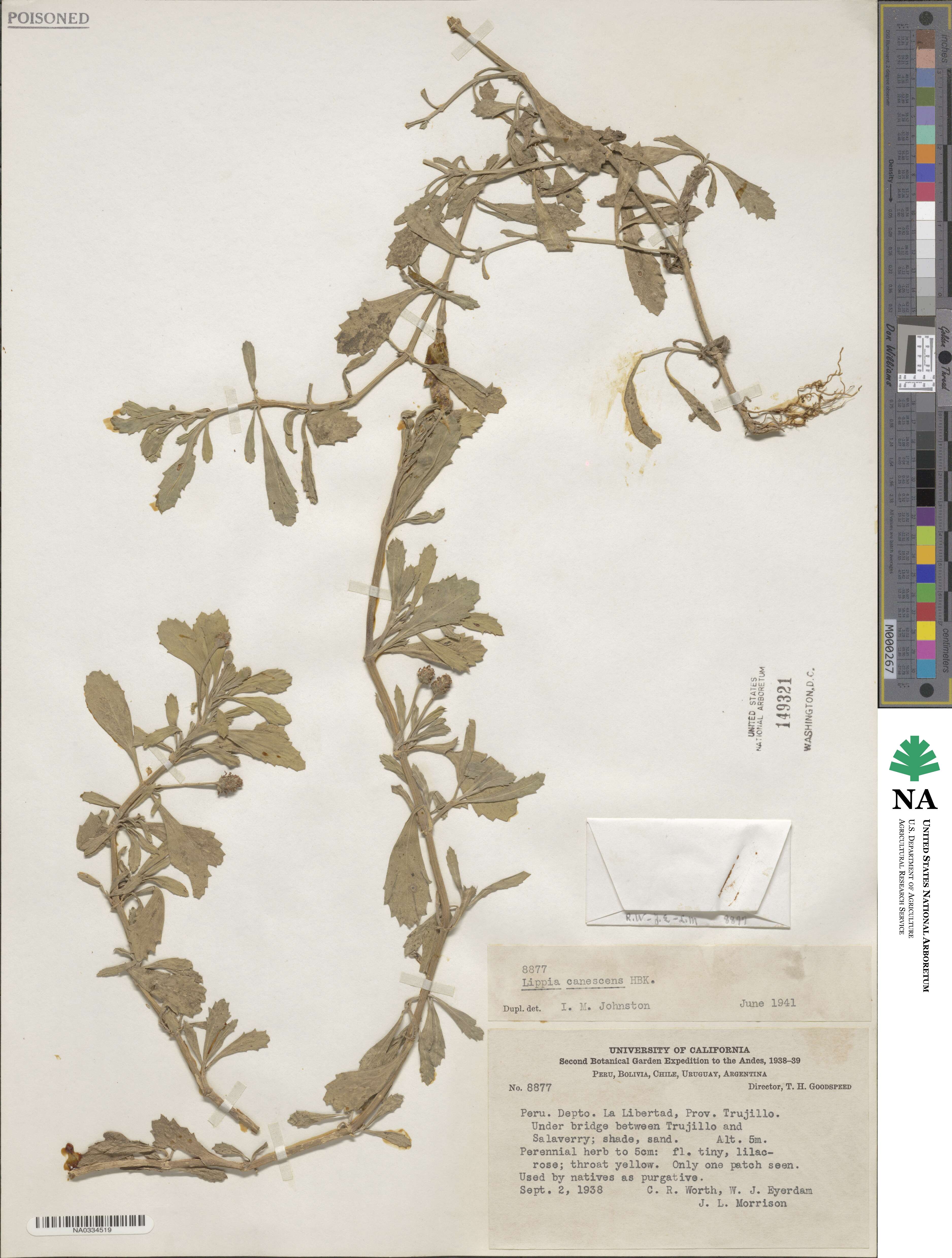 Phyla nodiflora var. minor image