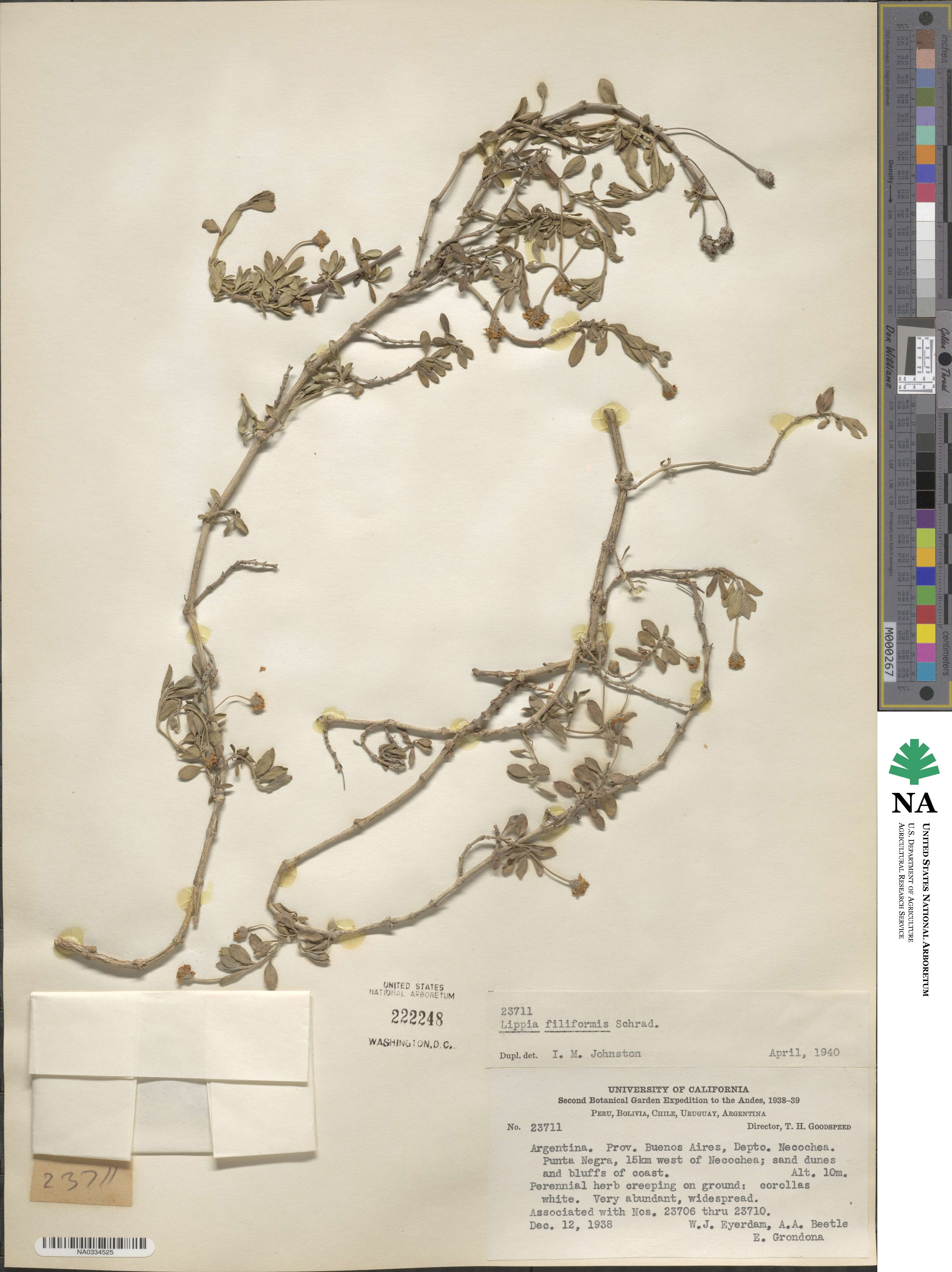 Phyla nodiflora var. minor image