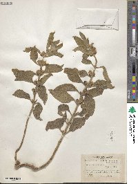 Lippia alba image