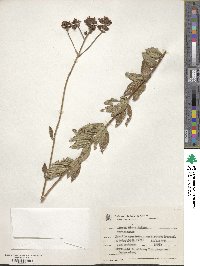 Image of Lippia hirta