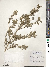 Lippia javanica image