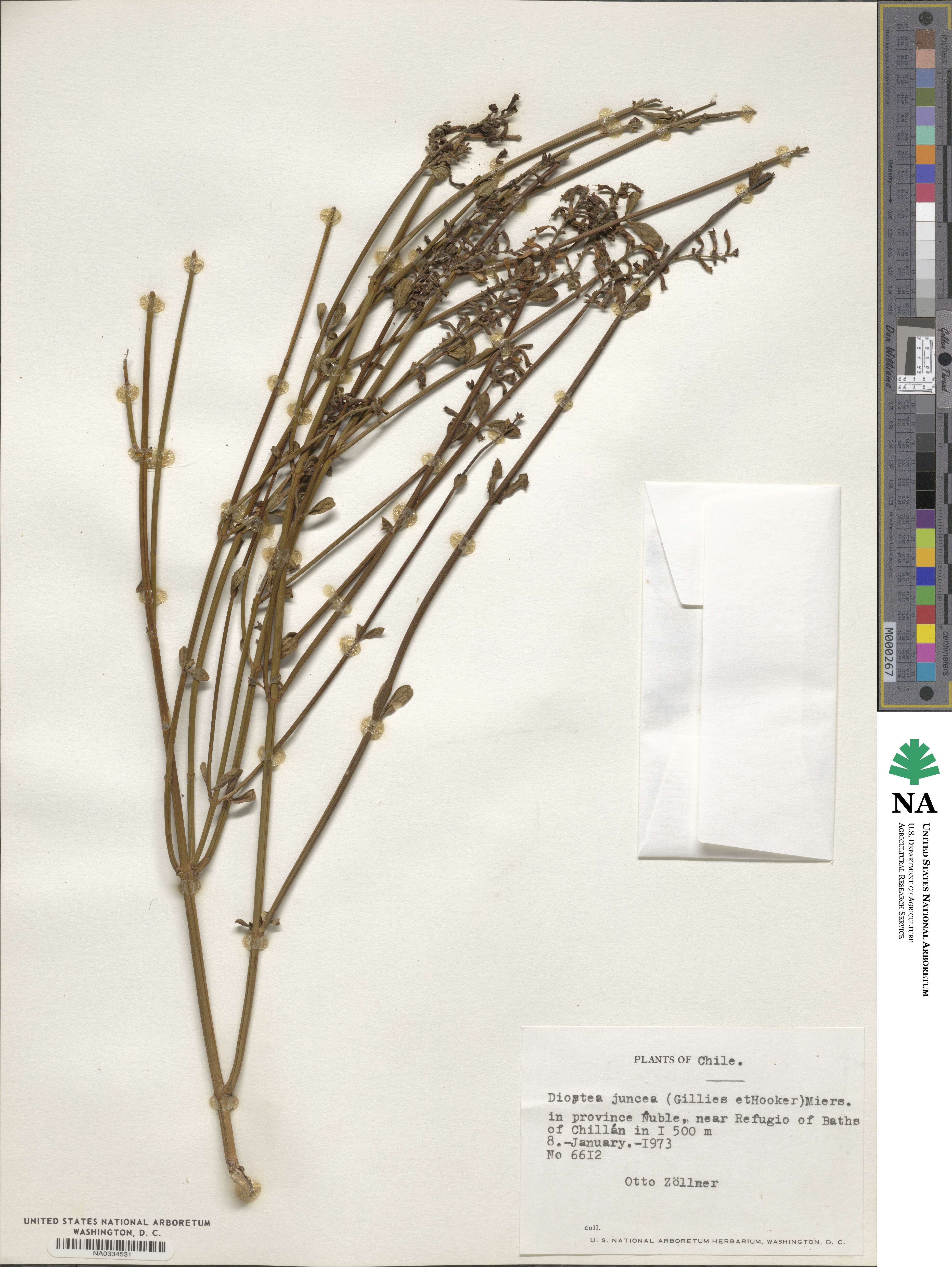 Diostea juncea image