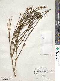 Diostea juncea image