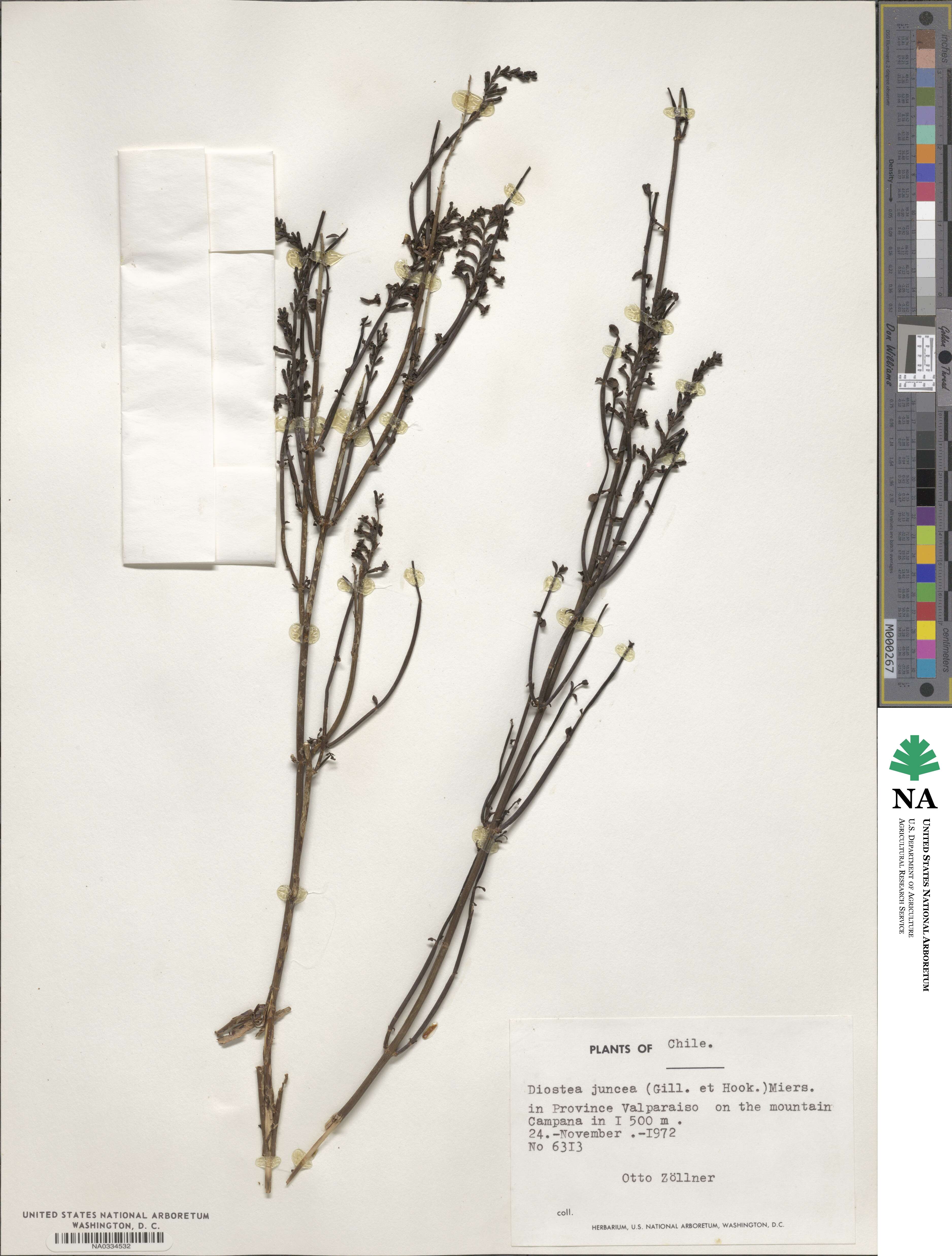 Diostea juncea image