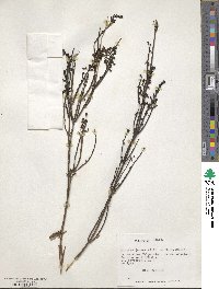 Diostea juncea image