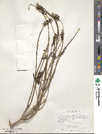 Diostea juncea image