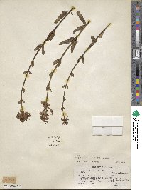 Diostea juncea image