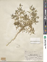 Diostea juncea image