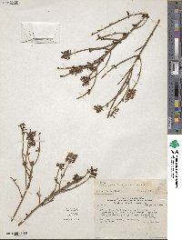 Diostea juncea image