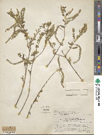 Aloysia gratissima image