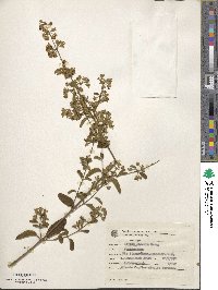 Lippia origanoides image