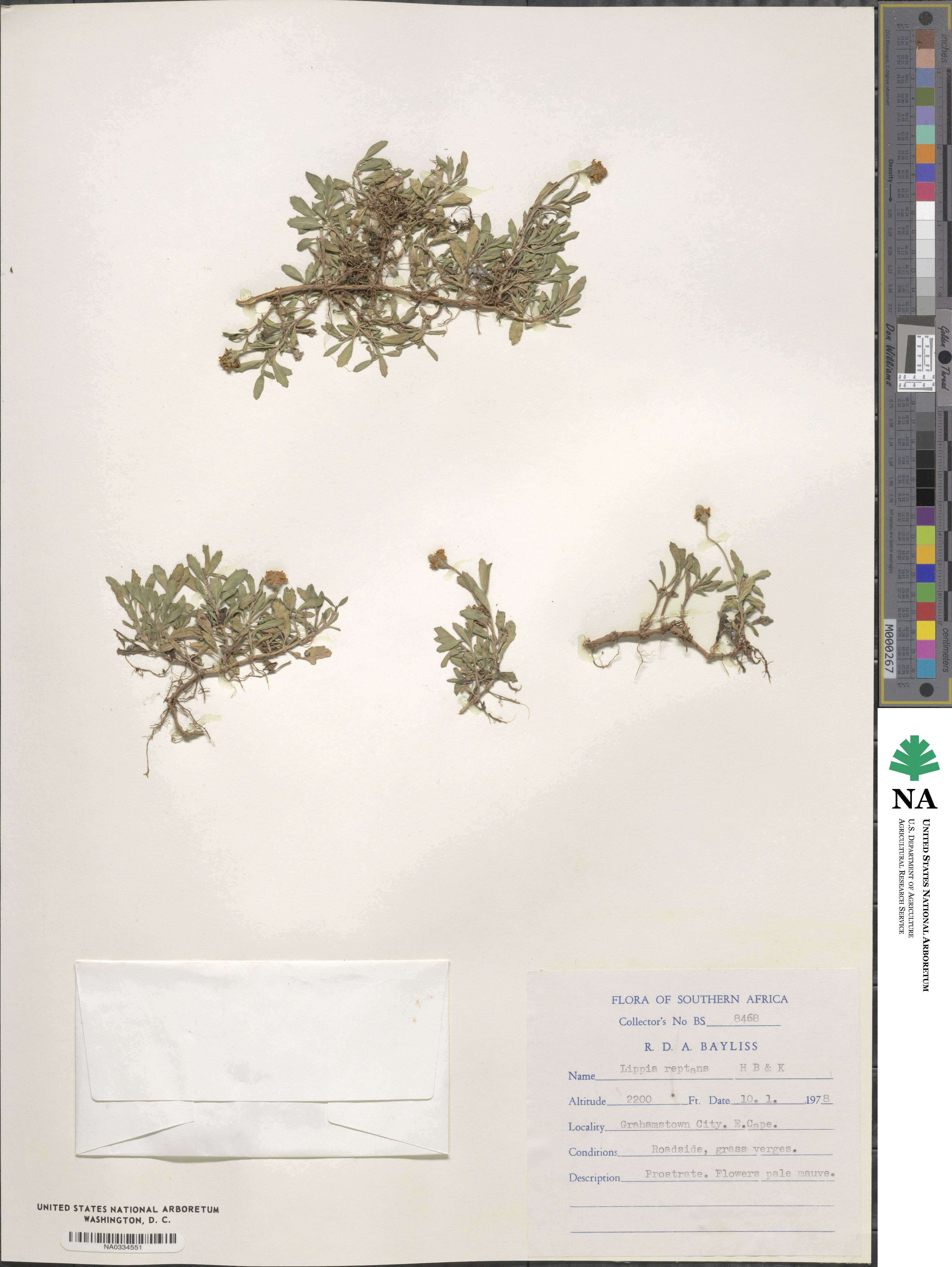 Phyla nodiflora image