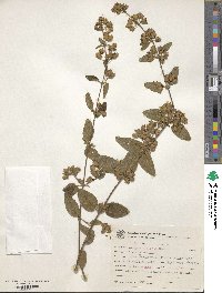 Lippia origanoides image