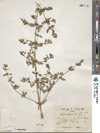 Image of Lippia turbinata