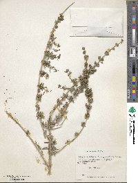 Lippia turbinata image