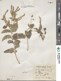 Aloysia virgata image