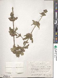 Image of Lippia abyssinica