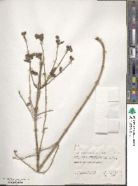 Lippia abyssinica image