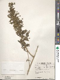 Lippia javanica image