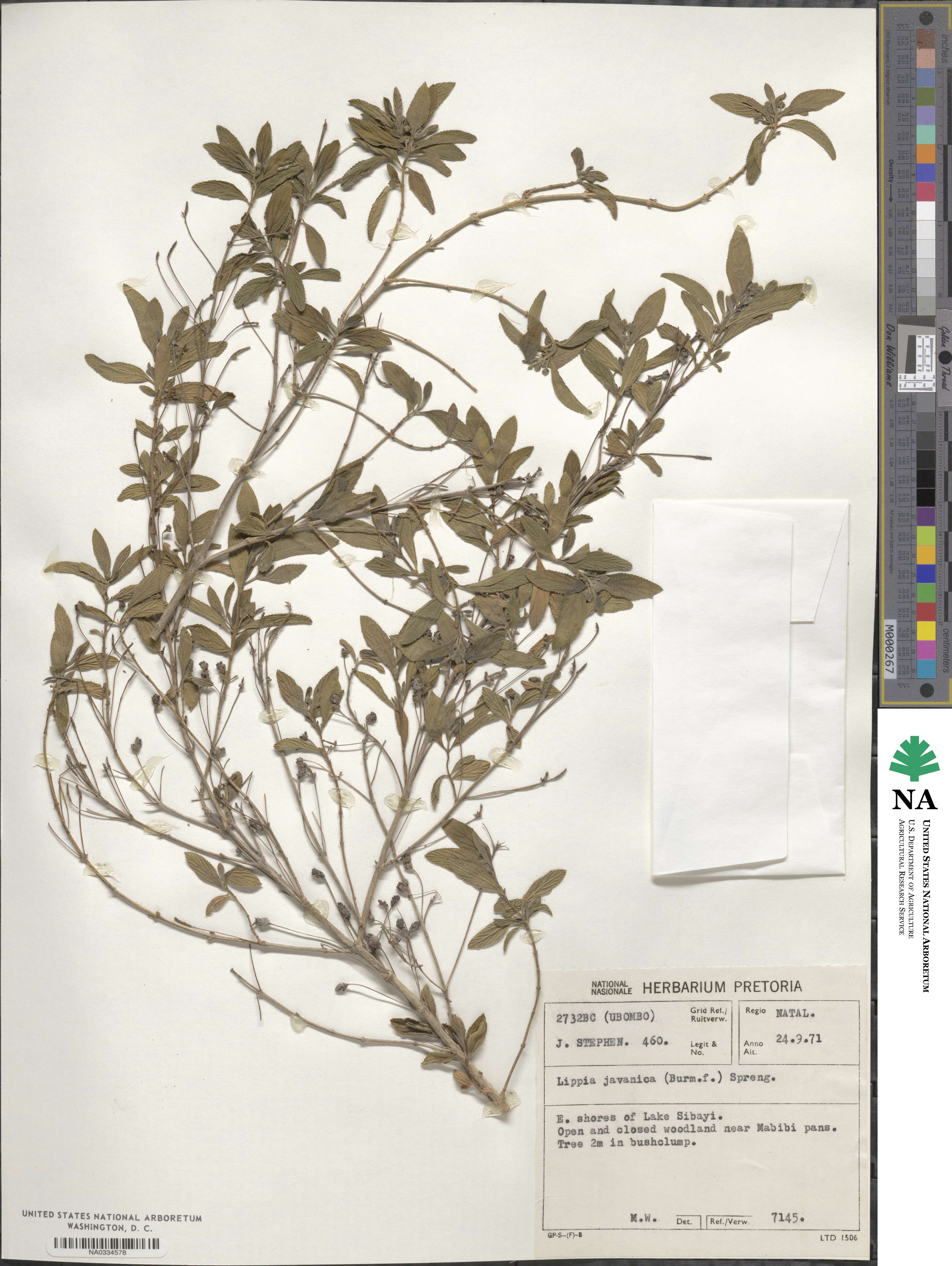 Lippia javanica image