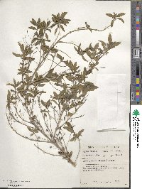 Lippia javanica image