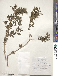 Lippia javanica image