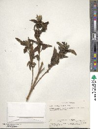 Lippia javanica image