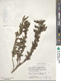 Lippia javanica image