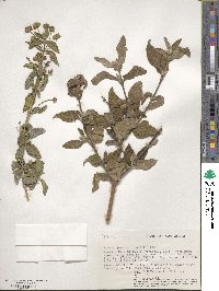 Lippia javanica image