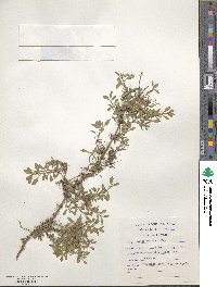 Phyla nodiflora var. reptans image