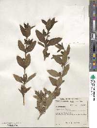 Lippia rehmannii image