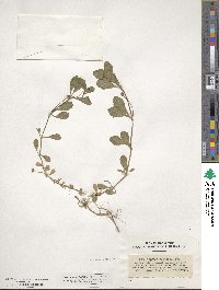 Phyla nodiflora image