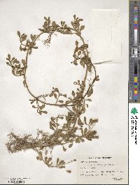 Phyla nodiflora image