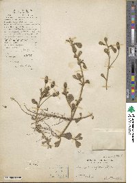 Phyla nodiflora image