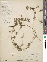 Phyla nodiflora image