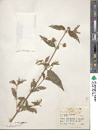 Lippia alba image