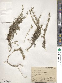 Phyla nodiflora var. minor image