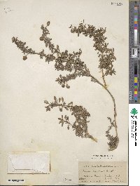 Phyla nodiflora var. minor image