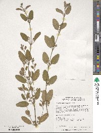 Lippia origanoides image