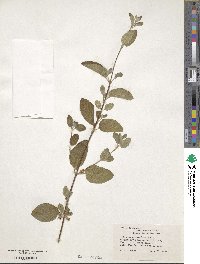 Lippia origanoides image