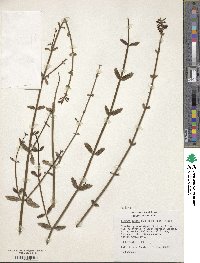 Diostea juncea image