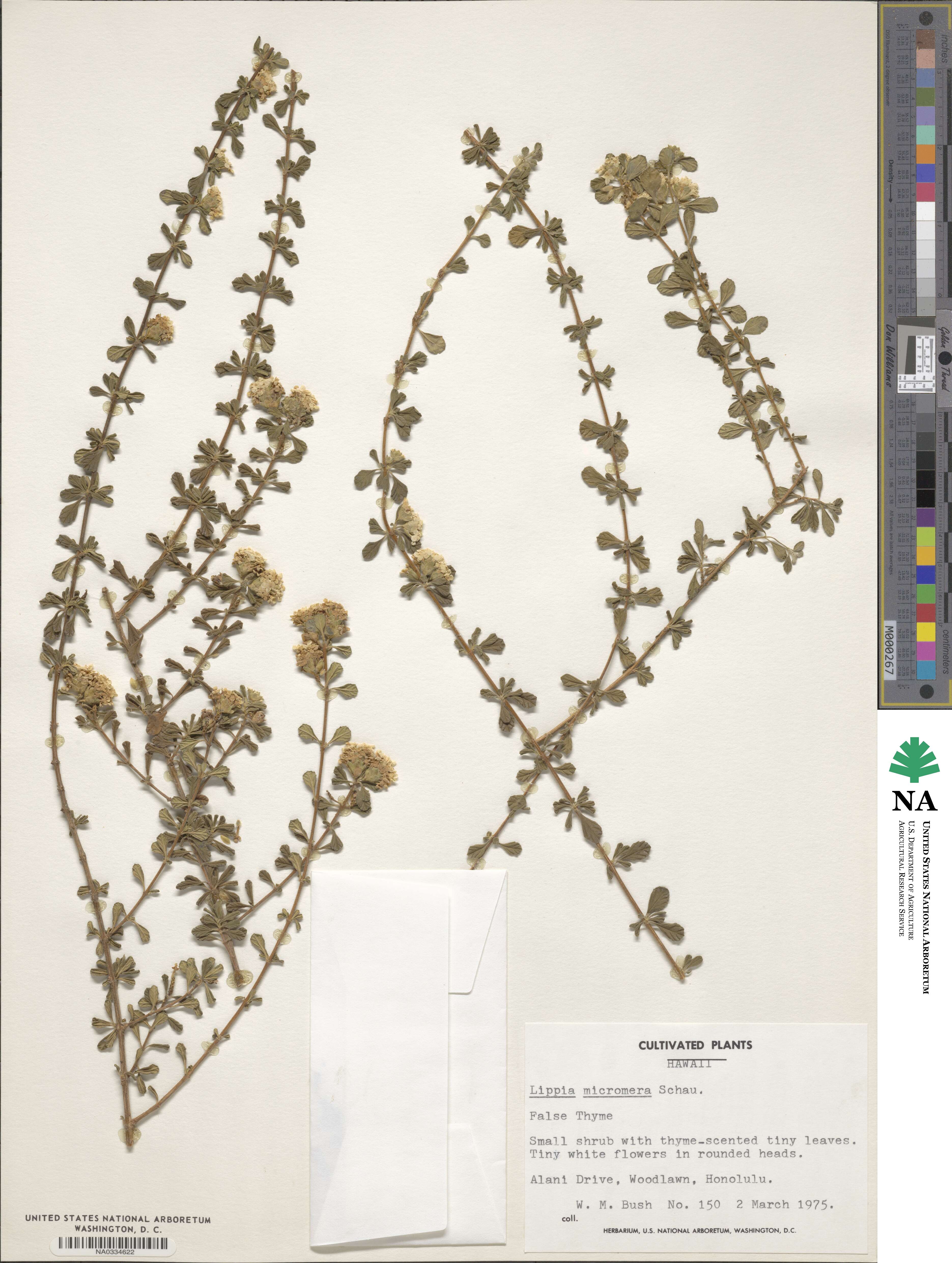 Lippia micromera image