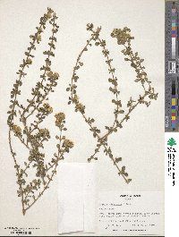 Lippia micromera image