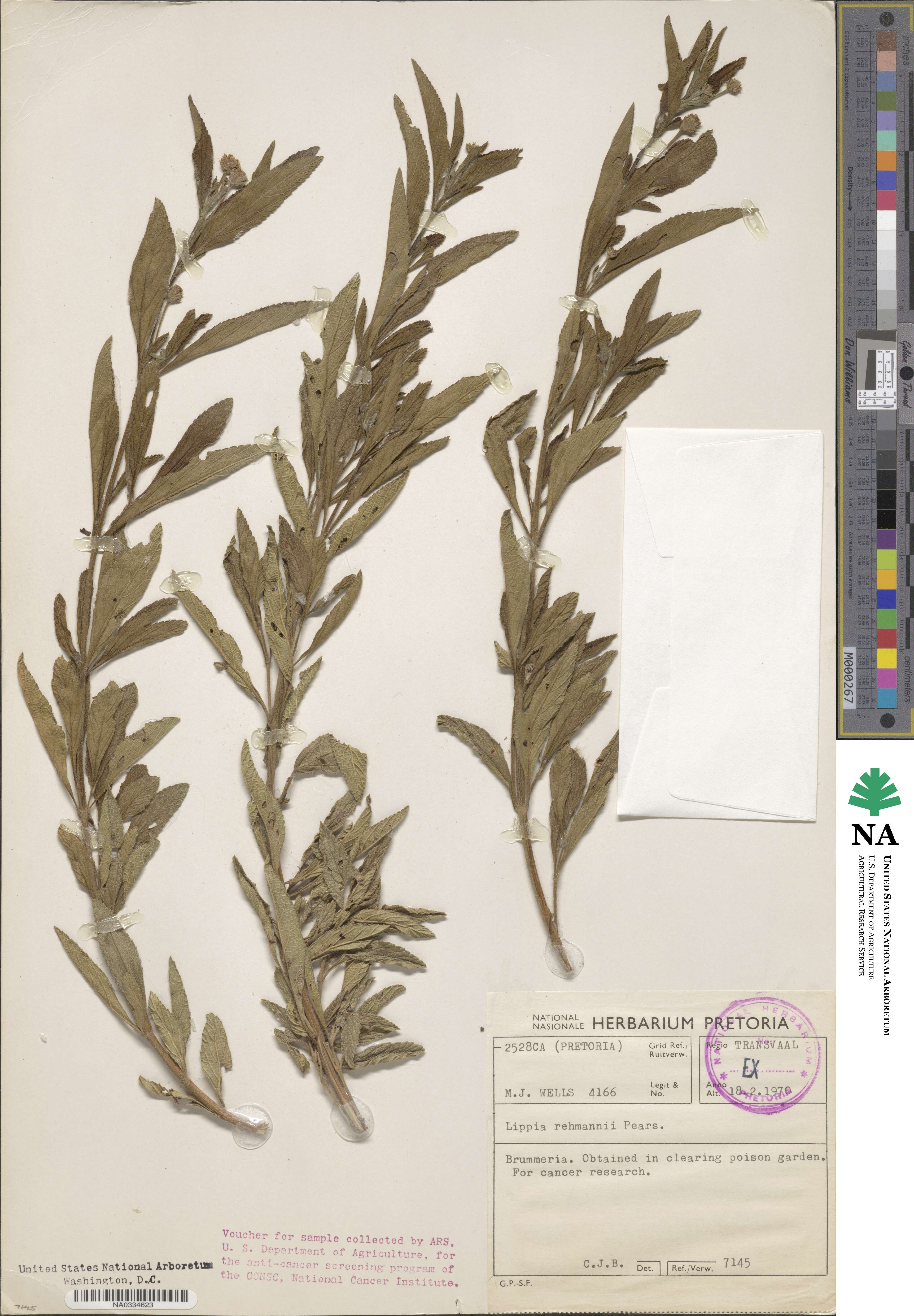 Lippia rehmannii image