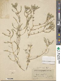 Lippia wrightii image