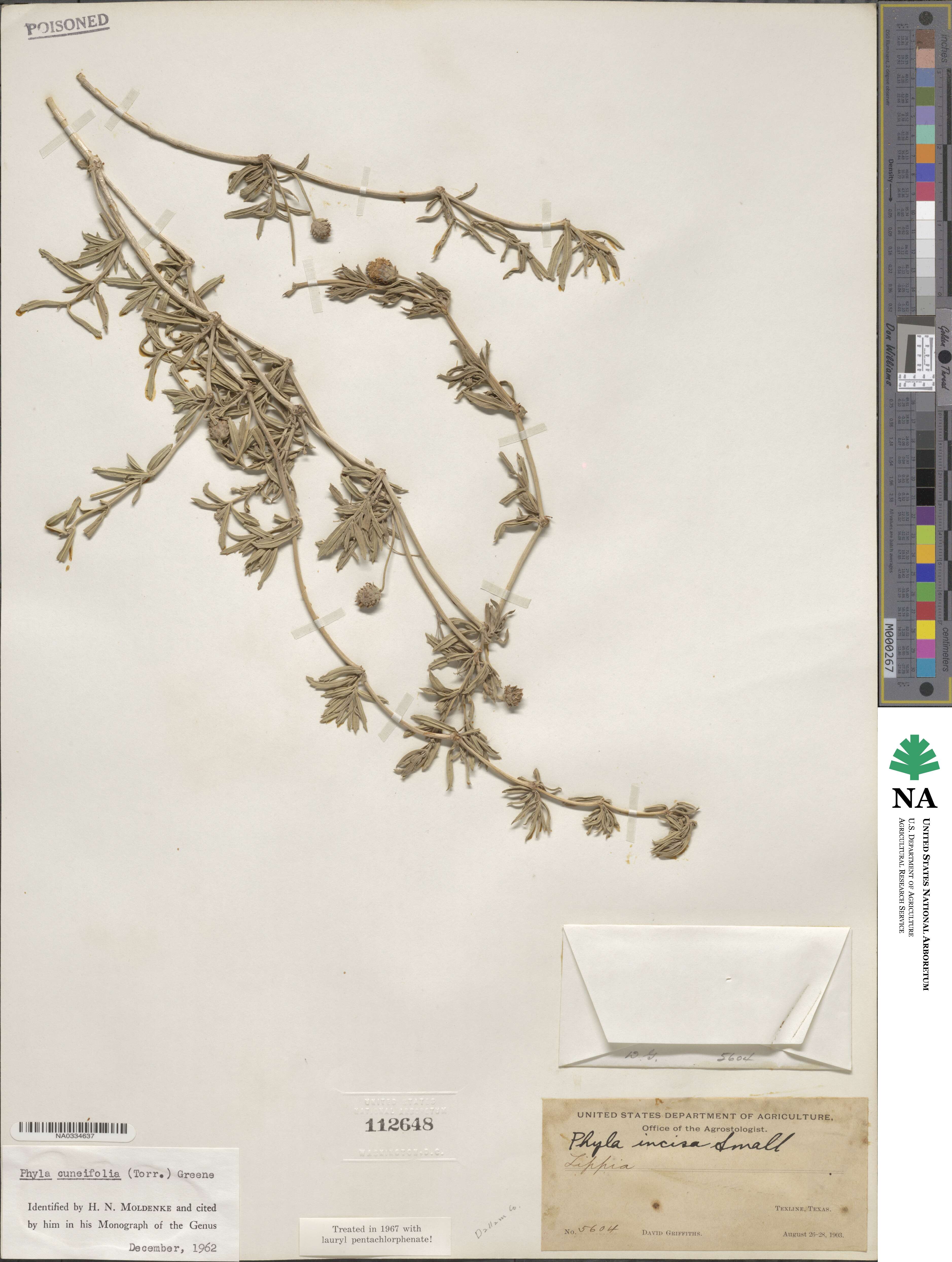 Phyla cuneifolia image