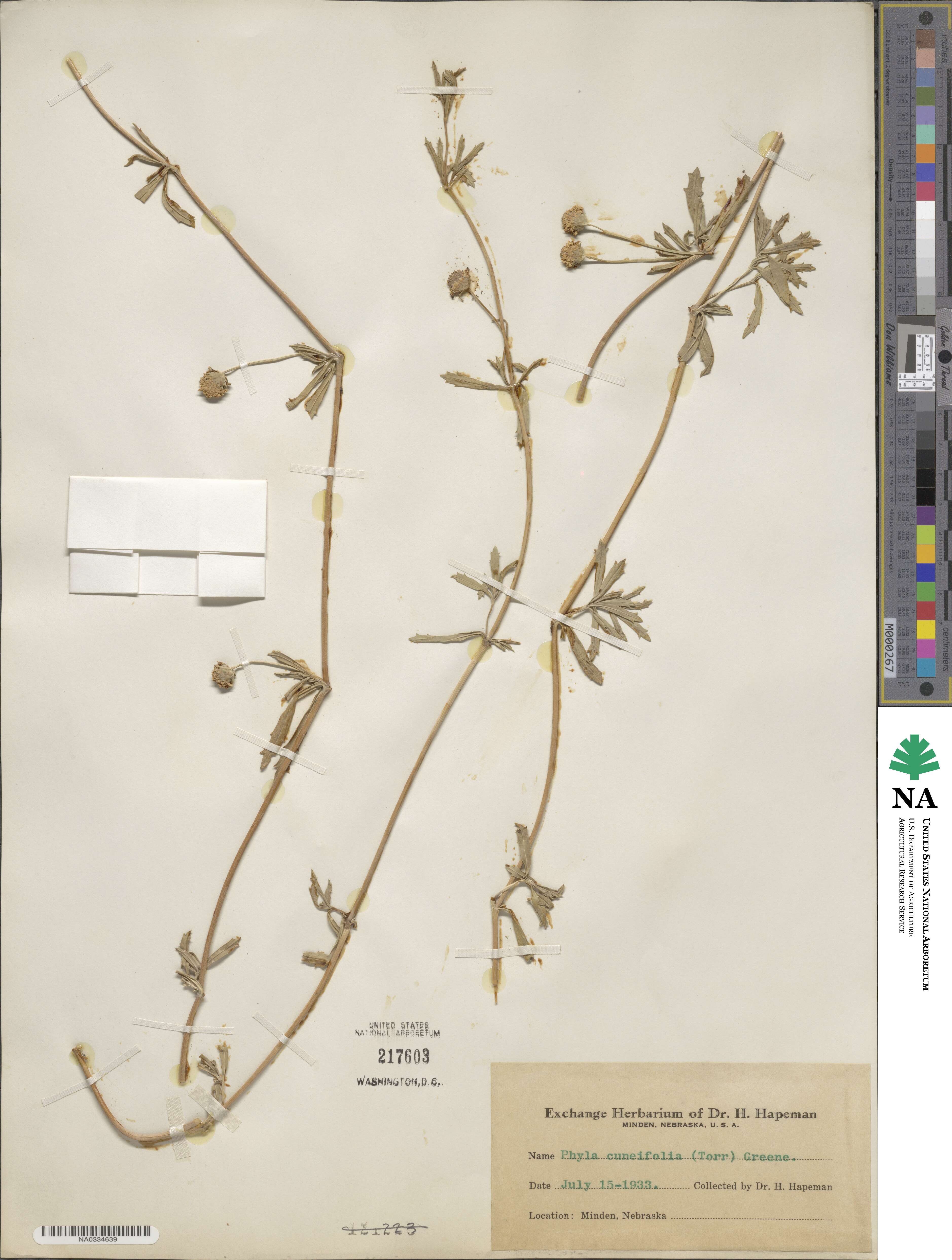 Phyla cuneifolia image